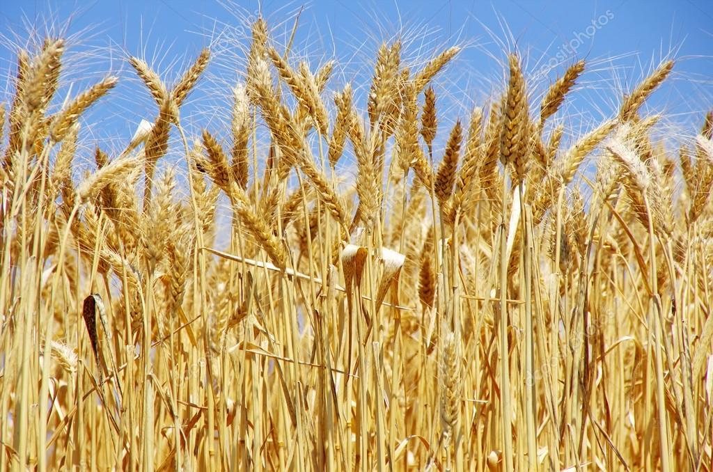 Топ-3 акции компаний-производителей пшеницы в 2022 году