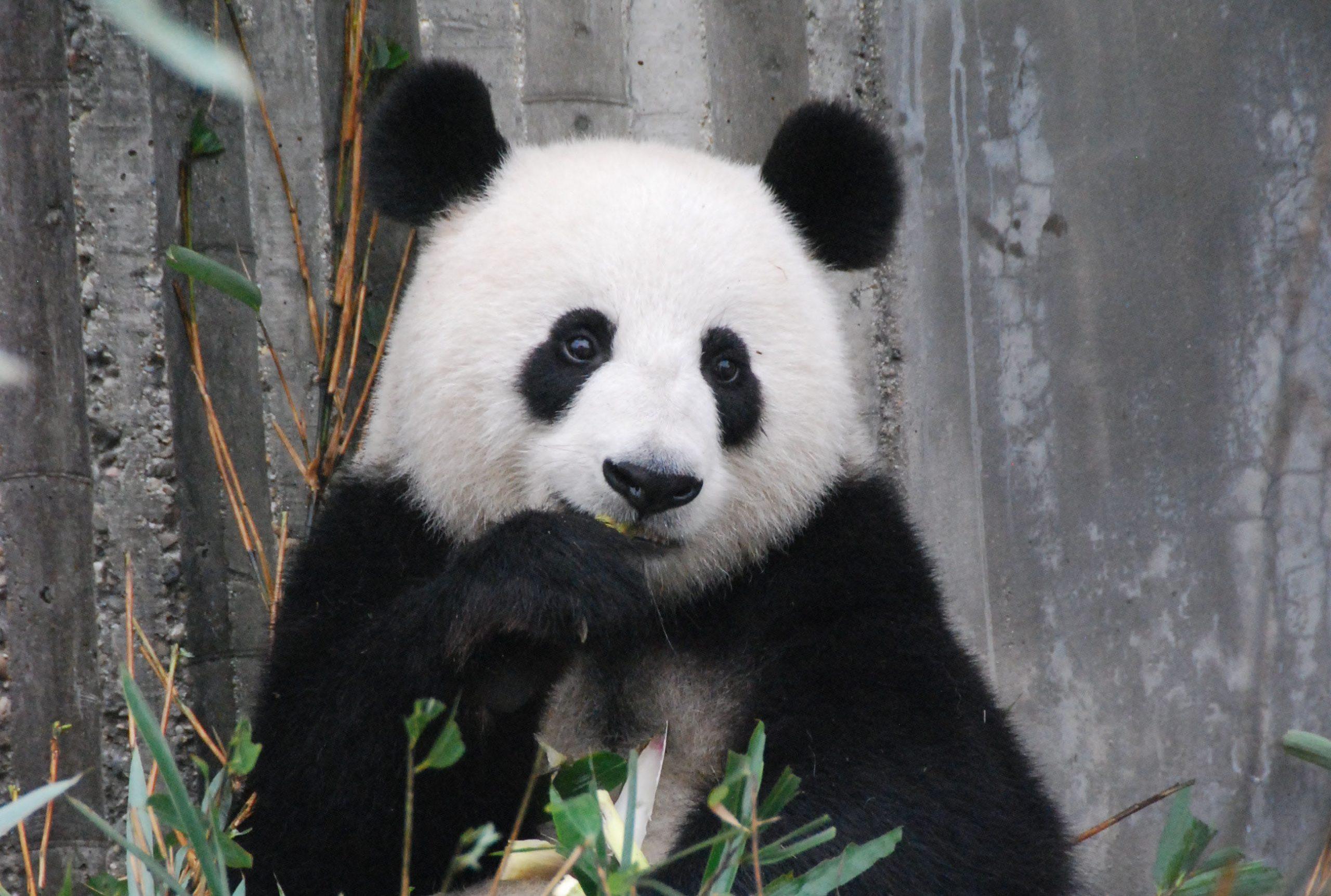 Панда-бонды – что это такое и как их купить в 2022